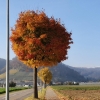 Herbst auf dem Villigerfeld, im Hintergrund der Rotberg