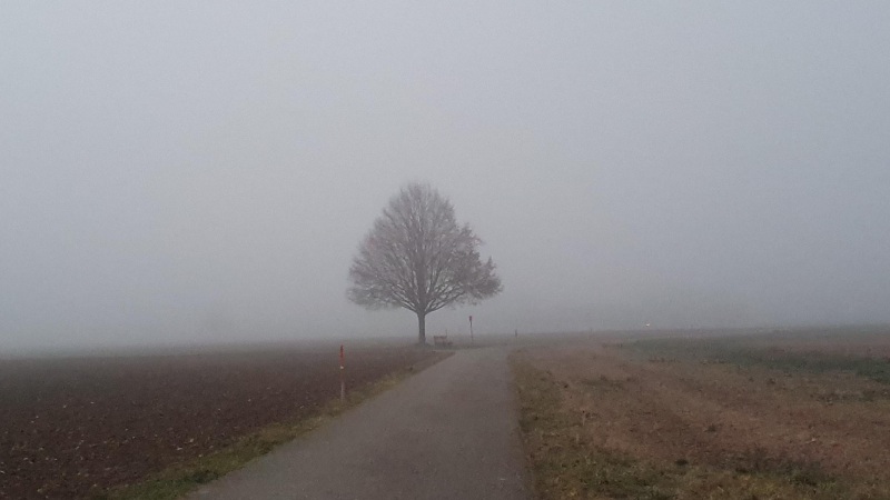 Nebel im Birrfeld