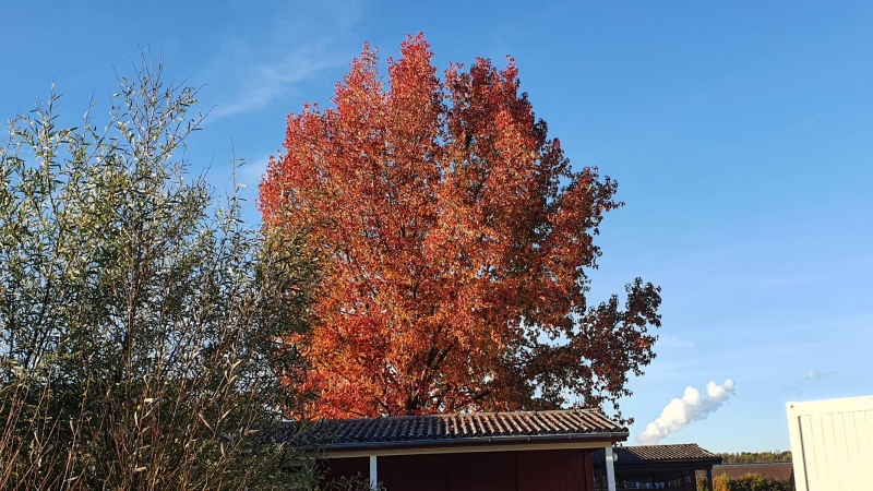 Herbstfarben im Birrfeld