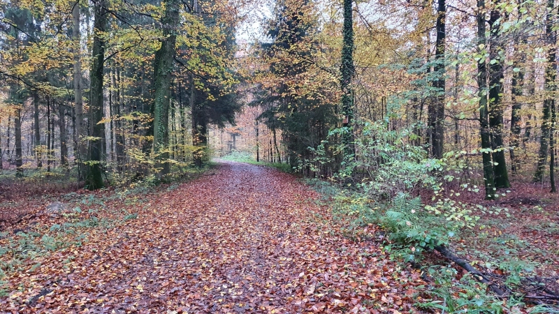 Herbstwald im Reusstal