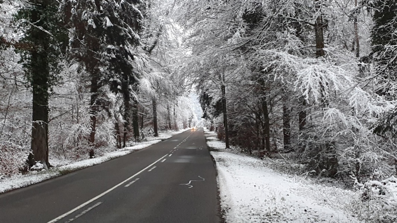 winterlicher Wald bei Würenlingen