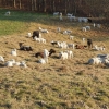 Noch mehr Schafe