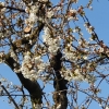 Kirschbaum-Blüten