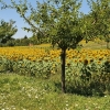 Sonnenblumenfeld im Birrfeld