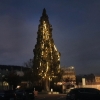 Der erste Weihnachtsbaum