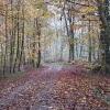 Herbstwald im Reusstal