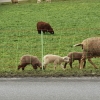 Schafe und Lämmer am Wegrand