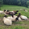 Schafe am Kernenberg