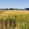 Die Getreidefelder werden langsam goldgelb