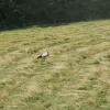 Der Storch von Niederwil