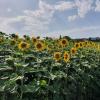 Sonnenblumen auf dem Birrfeld