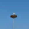 DER Storch von Niederwil
