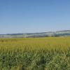 Blick hinüber in Richtung Heitersberg über dem Reusstal