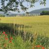 Villigerfeld