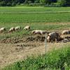 Ferkel und Schweine