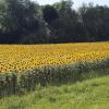 Sonnenblumen