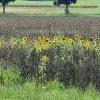 Sonnenblumen, die Sorte vom letzten Jahr
