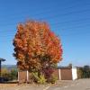 Herbstlicher Baum in Frick