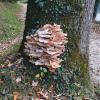 Herbstzeit