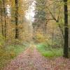 Herbstlicher Wald