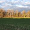 Auenwald in der Abendsonne