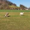 Hungirge Alpakas auf dem Villigerfeld