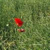 Mohnblume