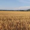 Getreidefeld auf dem Villigerfeld