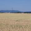 Getreidefeld im Birrfeld, dahinger der Jura