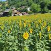 Sonnenblumen im Mettauertal