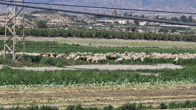 Schafe im Gemüsefeld
