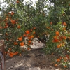 Orangen aus Andalusien