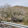 Frühling in der Wüste