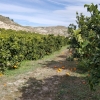 Orangenplantage