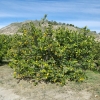 Zitronenbaum