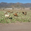 Schafe und Ziegen im Salat