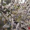 Mandelblüten