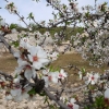 Mandelblüten