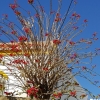 Weihnachtsstern als Baum