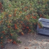 Es wird geerntet in der Orangenplantage