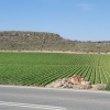 Gemüsefeld in Andalusien