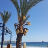Palme