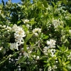 Orangenblüten