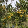 Mispeln