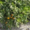 Orangen und Blüten am selben Baum
