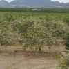 Orangenplantage in voller Blüte