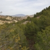 Ein Waldstück