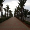 Palmenallee vor dem Hotel