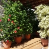 Frühling / Frühsommer in Mojacar pueblo
