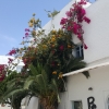 Blumen in Agua Amarga